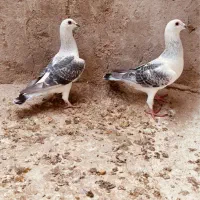 شامی مگس کت سیاه