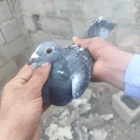 نره ابلغ جان آردن