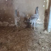 جوجه لاری طوس|حیوانات مزرعه|گالیکش, |دیوار