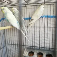 جفت مرغ عشق مولد با جوجه اش