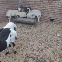 میش و بره