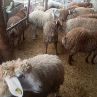 بره بز|حیوانات مزرعه|مشگین شهر, |دیوار