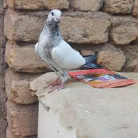 جوجه کبوتر|پرنده|قم, چهل درخت‎|دیوار