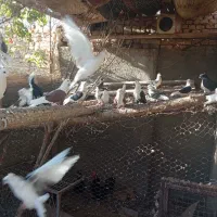 کبوتر دوکت|پرنده|زارچ, |دیوار
