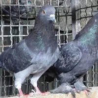کبوتر پرشی اس|پرنده|قائم‌شهر, |دیوار