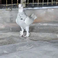 کبوتر ماده،طوق شازده،سینه سیاه،سیاه شهری