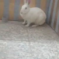 خرگوش