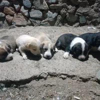 توله خراسانی