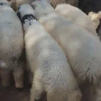 ده عدد بره سالم و چاق در حمیدیه