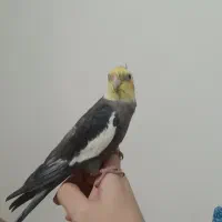 عروس هلندی مولد|پرنده|بومهن, |دیوار