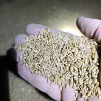 جو محلی
