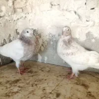 کبوتر پرشی سالار|پرنده|اصفهان, شاهزاده ابراهیم|دیوار