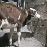 گوساله ماده پانزده ماه وچهارماه سمینتال اصل
