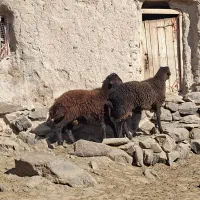 بره نر هترو بالا ۷۰ کیلو|حیوانات مزرعه|سرولایت, |دیوار