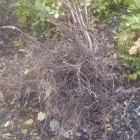 فروش بهترین و پربارترین نهال سماق سردشت|خدمات باغبانی و درختکاری|سردشت, |دیوار