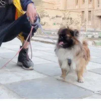 سگ تربیت شده
