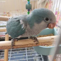 جوجه طوطی راهب|پرنده|اصفهان, شیخ طوسی|دیوار