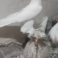 لوطی‌پا‌پر