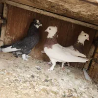 کفتر حراج|پرنده|ری, دیلمان|دیوار