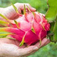 حراج نهال دراگون فروت|گل و گیاه طبیعی|فلاورجان, |دیوار