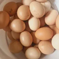 تخم مرغ محلی زرده طلایی تازه و ارزان