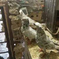 جفت سرو کاکلی