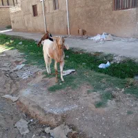نر بز فروشی