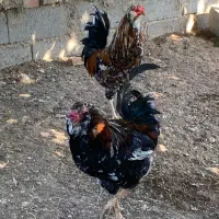 خروس گلین لری