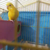 مرغ عشق با تخم ۶ تایی