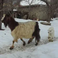 بز خانگی|حیوانات مزرعه|سیلوانه, |دیوار