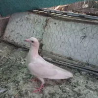 سینه سار طوقی نواری جوجه