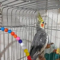 عروس هلندی نر|پرنده|پاکدشت, پاکدشت (مامازند)|دیوار