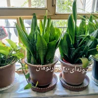 گلطبیعی|گل و گیاه طبیعی|اهر, |دیوار