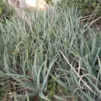 آلوورا|گل و گیاه طبیعی|جهرم, |دیوار