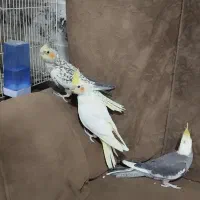 عروس هلندی|پرنده|زابل, |دیوار