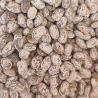 لوبیا چیتی ارتشی|خوردنی و آشامیدنی|اهواز, بهارستان|دیوار