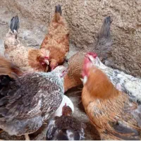 مرغ رسمی