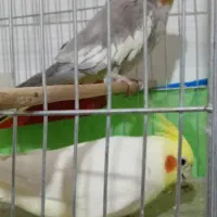 طوطی عروس نر سفید