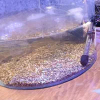 ماهی دکتر فیش با اکواریوم