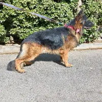 ژرمن شولاین موبلند|سگ|محمدشهر, علی آباد گونه|دیوار