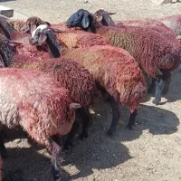 کاور توقلی میش شیره دار|حیوانات مزرعه|مشهد, شهرک شهید باهنر|دیوار