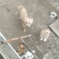 واگذاری چند عدد سگ پاکوتاه سالم