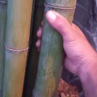 نی خیزران بامبو|گل و گیاه طبیعی|رحیمآباد, |دیوار