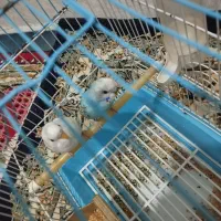 دوعدد مرغ عشق با قفس