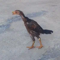 جوجه خروس لاری