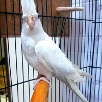 یک جفت عروس هلندی|پرنده|پاکدشت, پاکدشت (مامازند)|دیوار