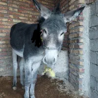 الاغ جوان و سالم