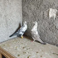کبوتر|پرنده|شیراز, جوادیه|دیوار