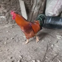 باسلام یک‌عدد‌خروس‌جوان‌مرغ‌گیر