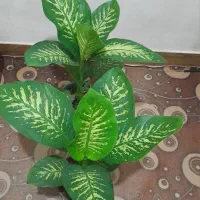 گل دیفن باخیا|گل و گیاه طبیعی|رضوانشهر, |دیوار